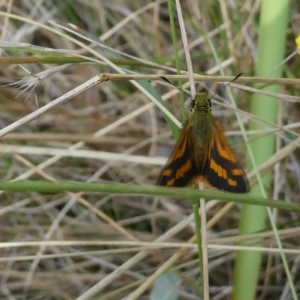 Ocybadistes walkeri at Belconnen, ACT - 27 Feb 2023 10:08 AM