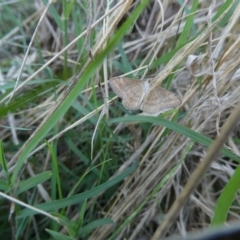 Scopula rubraria (Reddish Wave, Plantain Moth) at Flea Bog Flat to Emu Creek Corridor - 27 Feb 2023 by JohnGiacon