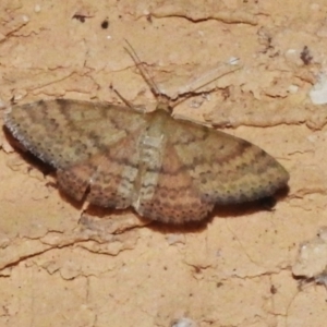 Scopula rubraria at Wanniassa, ACT - 26 Feb 2023 10:19 PM