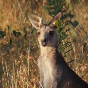 Macropus giganteus at Farrer, ACT - 27 Feb 2023