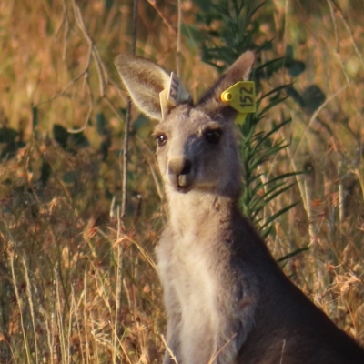 Macropus giganteus (Eastern Grey Kangaroo) at Farrer Ridge - 27 Feb 2023 by MatthewFrawley