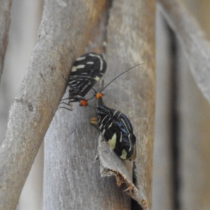 Porismus strigatus at Kambah, ACT - 27 Feb 2023