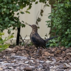 Turdus merula at Jerrabomberra, NSW - 26 Feb 2023