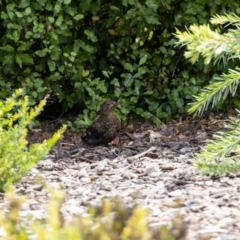 Turdus merula at Jerrabomberra, NSW - 26 Feb 2023 01:14 PM