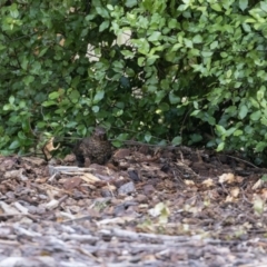 Turdus merula at Jerrabomberra, NSW - 26 Feb 2023 01:14 PM