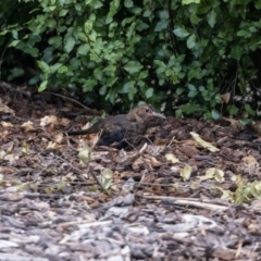 Turdus merula at Jerrabomberra, NSW - 26 Feb 2023