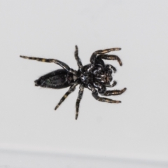 Salticidae (family) at QPRC LGA - 25 Feb 2023