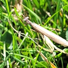 Unidentified Praying mantis (Mantodea) at Jindabyne, NSW - 27 Feb 2023 by trevorpreston