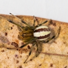 Deliochus zelivira at Jerrabomberra, NSW - suppressed