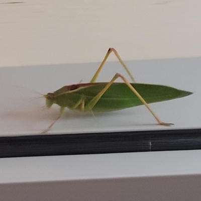 Caedicia simplex (Common Garden Katydid) at Jindabyne, NSW - 27 Feb 2023 by trevorpreston