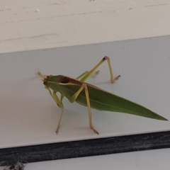 Caedicia simplex at Jindabyne, NSW - 27 Feb 2023