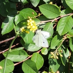 Pieris rapae (Cabbage White) at Jindabyne, NSW - 27 Feb 2023 by trevorpreston