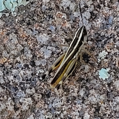 Macrotona australis (Common Macrotona Grasshopper) at Jindabyne, NSW - 27 Feb 2023 by trevorpreston