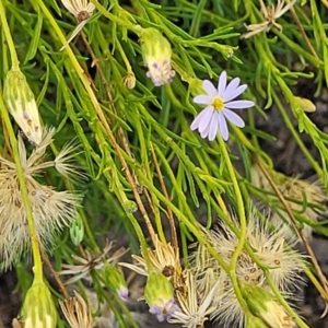 Vittadinia muelleri at Jindabyne, NSW - 27 Feb 2023