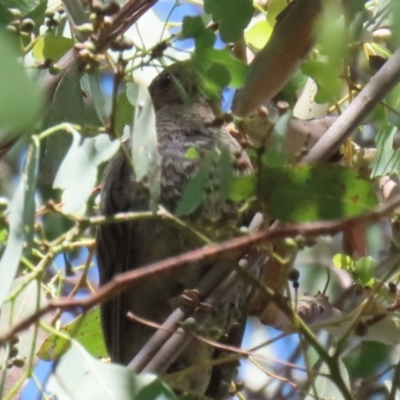 Cacomantis flabelliformis (Fan-tailed Cuckoo) at Bonython, ACT - 27 Feb 2023 by RodDeb