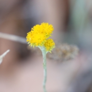 Chrysocephalum apiculatum at Bonython, ACT - 27 Feb 2023 12:15 PM