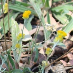 Chrysocephalum apiculatum at Bonython, ACT - 27 Feb 2023