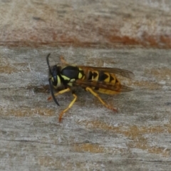 Vespula germanica (German Yellowjacket Wasp (also known as European Wasp)) at Bonython, ACT - 27 Feb 2023 by RodDeb