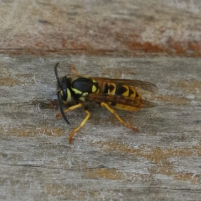 Vespula germanica (German Yellowjacket Wasp (also known as European Wasp)) at Bonython, ACT - 27 Feb 2023 by RodDeb