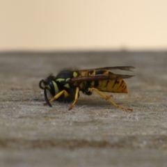 Vespula germanica at Bonython, ACT - 27 Feb 2023