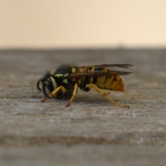 Vespula germanica at Bonython, ACT - 27 Feb 2023 11:42 AM