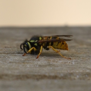 Vespula germanica at Bonython, ACT - 27 Feb 2023