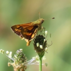 Ocybadistes walkeri (Green Grass-dart) at Stranger Pond - 27 Feb 2023 by RodDeb