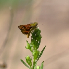 Ocybadistes walkeri at Bonython, ACT - 27 Feb 2023