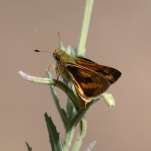 Ocybadistes walkeri at Bonython, ACT - 27 Feb 2023