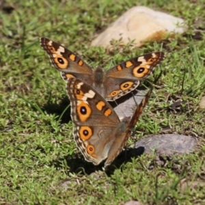 Junonia villida at Bonython, ACT - 27 Feb 2023