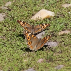 Junonia villida at Bonython, ACT - 27 Feb 2023