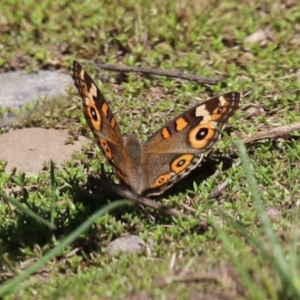 Junonia villida at Bonython, ACT - 27 Feb 2023