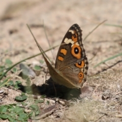 Junonia villida at Bonython, ACT - 27 Feb 2023