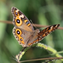 Junonia villida at Bonython, ACT - 27 Feb 2023