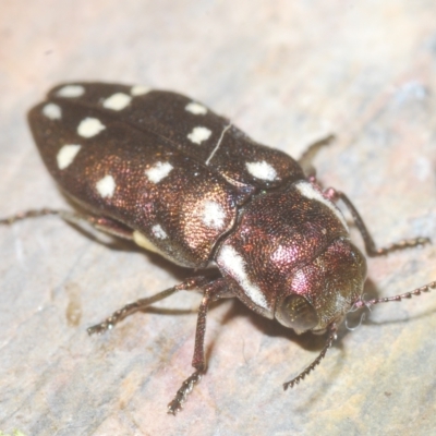 Diphucrania duodecimmaculata (12-spot jewel beetle) at Carwoola, NSW - 27 Feb 2023 by Harrisi