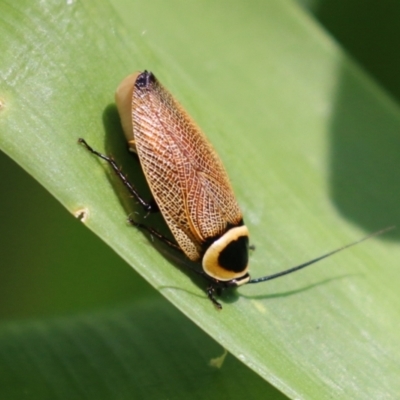 Ellipsidion australe (Austral Ellipsidion cockroach) at Bonython, ACT - 27 Feb 2023 by RodDeb