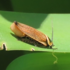 Ellipsidion australe at Bonython, ACT - 27 Feb 2023 01:21 PM