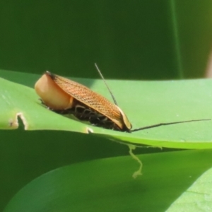 Ellipsidion australe at Bonython, ACT - 27 Feb 2023 01:21 PM