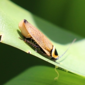 Ellipsidion australe at Bonython, ACT - 27 Feb 2023 01:21 PM