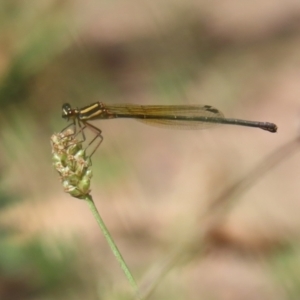 Nososticta solida at Bonython, ACT - 27 Feb 2023