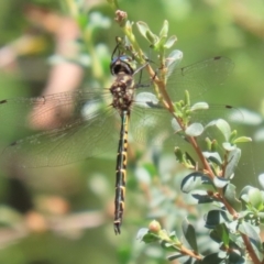 Hemicordulia australiae (Australian Emerald) at Stranger Pond - 27 Feb 2023 by RodDeb