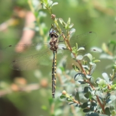 Hemicordulia australiae at Bonython, ACT - 27 Feb 2023