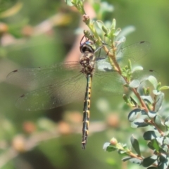 Hemicordulia australiae at Bonython, ACT - 27 Feb 2023 01:06 PM