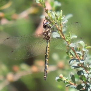 Hemicordulia australiae at Bonython, ACT - 27 Feb 2023