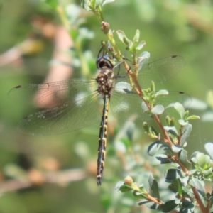 Hemicordulia australiae at Bonython, ACT - 27 Feb 2023 01:06 PM