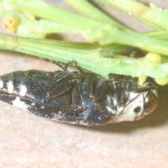 Hypocisseis suturalis at Carwoola, NSW - 27 Feb 2023