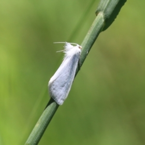 Tipanaea patulella at Bonython, ACT - 27 Feb 2023