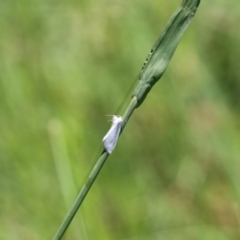 Tipanaea patulella at Bonython, ACT - 27 Feb 2023 12:18 PM