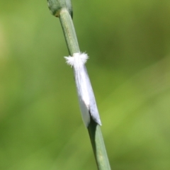 Tipanaea patulella at Bonython, ACT - 27 Feb 2023 12:18 PM