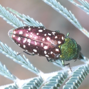 Diphucrania leucosticta at Carwoola, NSW - 27 Feb 2023